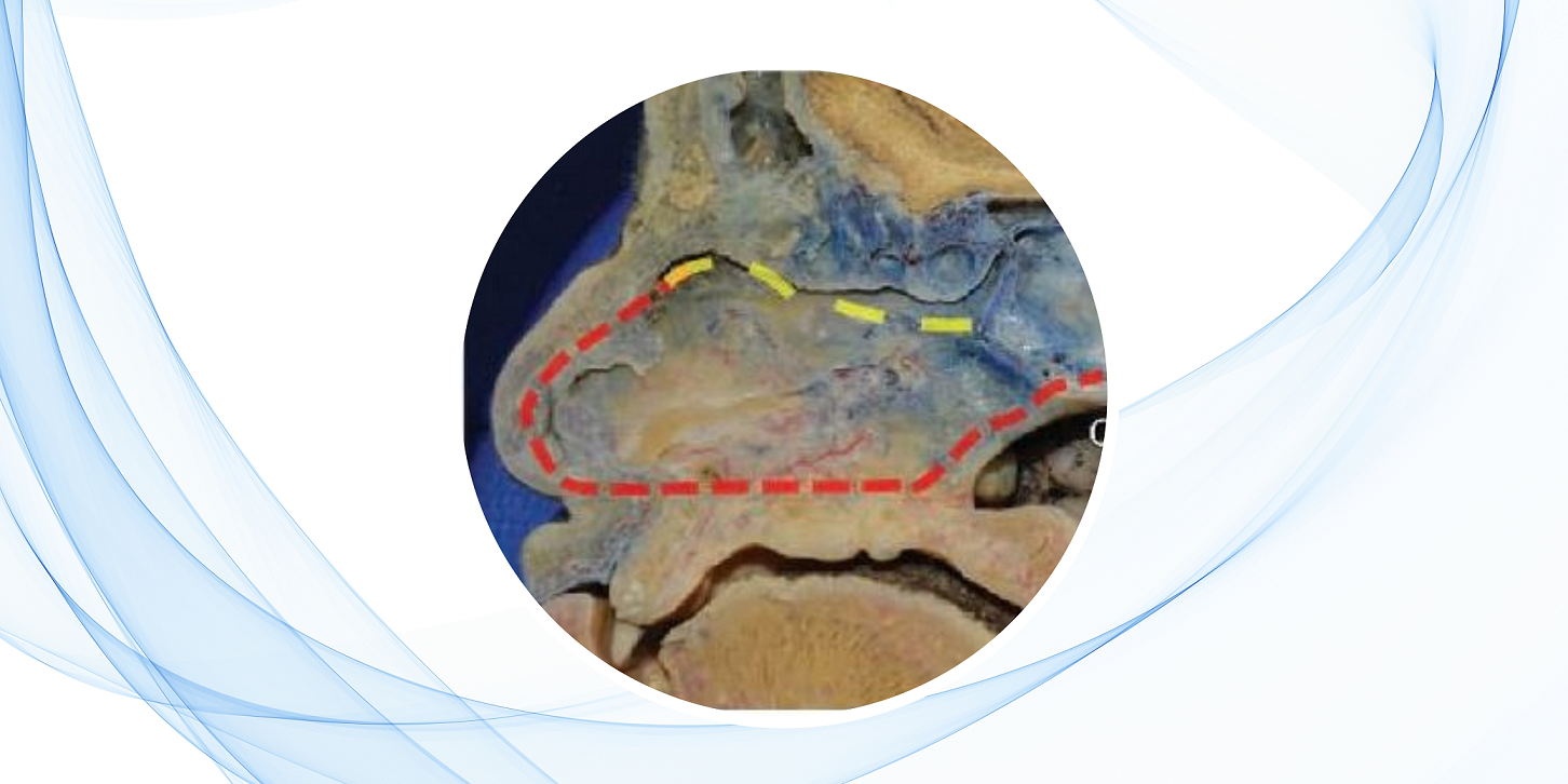 Colgajo nasoseptal: técnica quirúrgica paso a paso en la reconstrucción endoscópica de la base del cráneo.