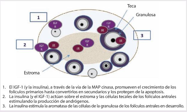 Figura 11.6. Efectos de la insulina sobre la actividad folicular ovárica