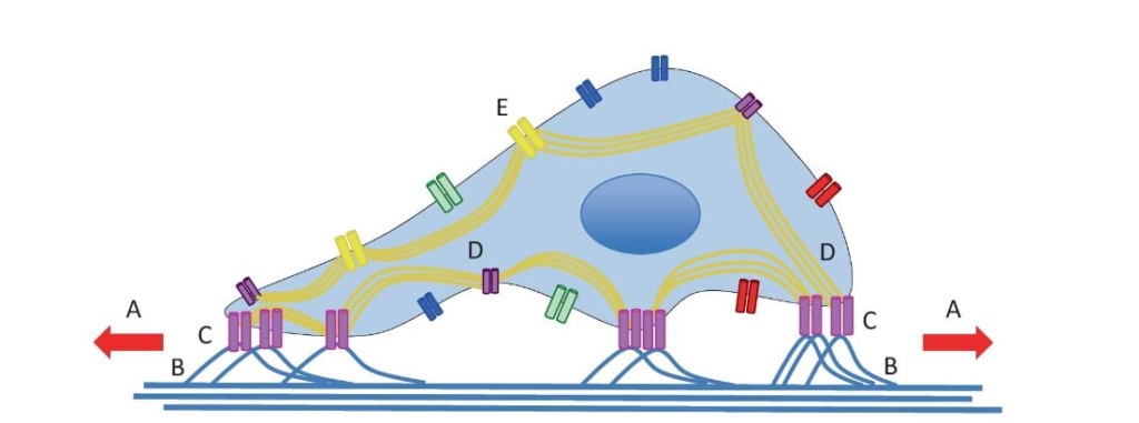 `alt` Representación esquemática de los mecanosensores de las células cutáneas que detectan fuerzas mecánicas extrínsecas.