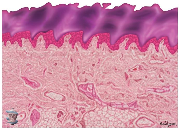 Figura 2.1. Ilustración de un corte histológico de piel fina, que mues-tra la epidermis, la dermis y la hipodermis, así como la firme interacción espacial entre las crestas epidérmicas y las papilas dérmicas. 