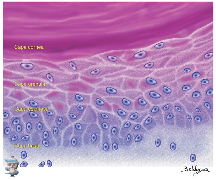 Figura 2.2. Ilustración de un corte histológico de piel fina, en la que se destacan las capas epidérmicas basal, espinosa, granular y córnea. `alt` Anatomía facial