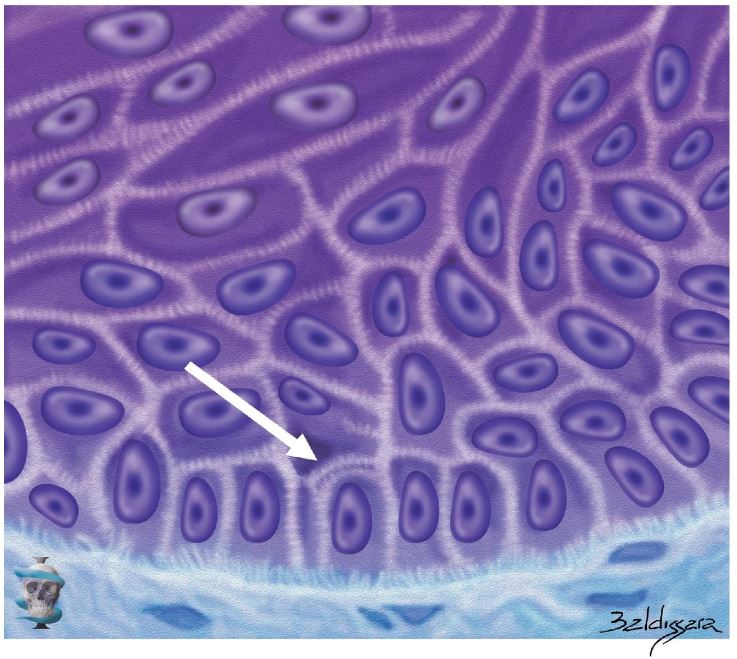 Figura 2.3. Ilustración de un corte histológico de piel fina, destacando la capa basal (flecha blanca). `alt` Anatomía facial