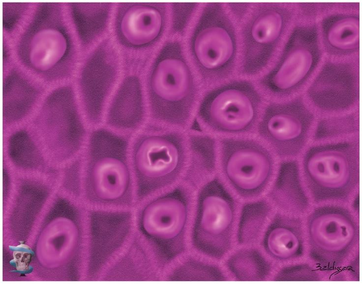 Figura  2.5.  Ilustración  de  la  capa  granulosa  (flecha  blanca),  desta-cando las células poligonales aplanadas con un núcleo central y un citoplasma lleno de gránulos de queratohialina.  `alt` Anatomía facial
